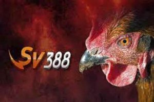  SV388 đá gà trực tiếp hot nhất hiện nay